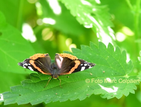Foto Marc Colpaert