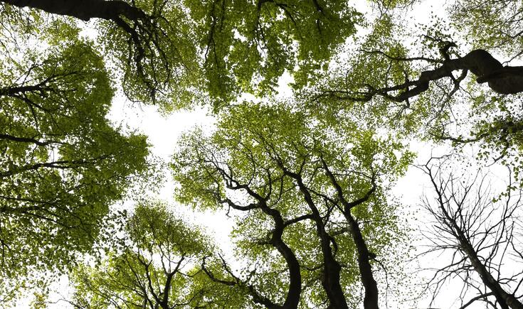 bomen
