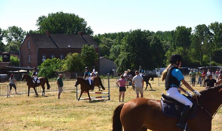 paarden in Tollembeek