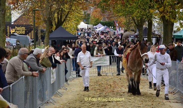 paarden