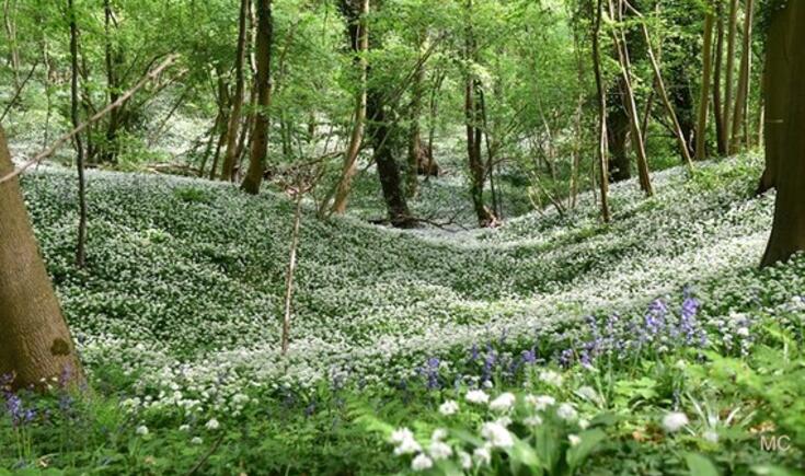 Kom meewerken in de natuur.- Foto Marc Colpaert 