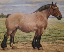 paarden