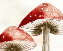 paddenstoelen