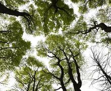 bomen