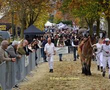 paarden