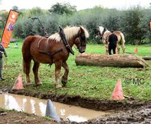 Paarden