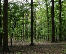 Kom genieten van de mooie natuur in Lennik. Illustratiebeeld foto marc colpaert