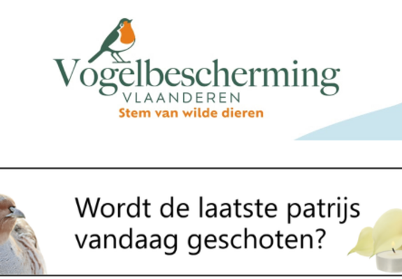 patrijs