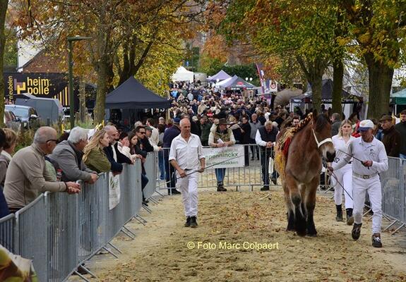 paarden
