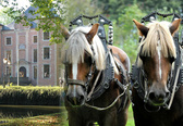 Paarden_2_nieuwsbrief