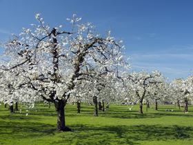 Kersenboomgaard